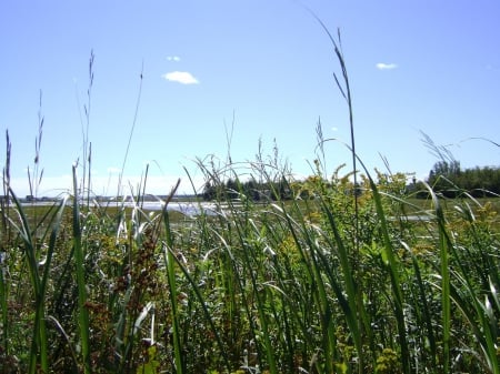 Lovely day - green, sky, grass, blue