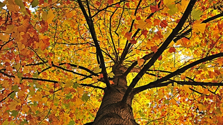 Welcome Autumn - nature, tree, amazing, autumn