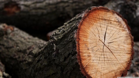 Cut timber - wood, hd, autumn, abstract, photography, tree, wallpaper