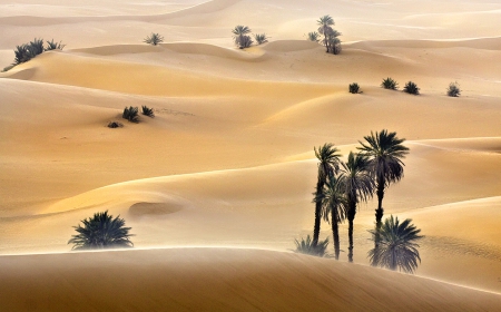 Desert - nature, desert, palm, sand