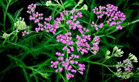 Purple Flowers - flowers, beautiful, purple, green