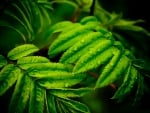 Green Leaves - hdr