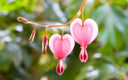 Bleeding Hearts - nature, flowers, pink, bleeding hearts