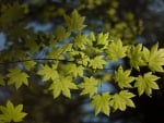 Green Leaves