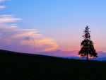 Tree Sunset