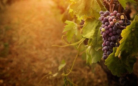 Grapevine - grapes, vines, grapevine, photography