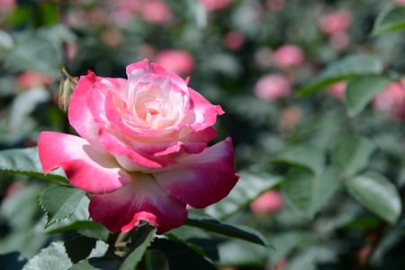 Rose - crimson, bush, white, bud, rose, flower, pink, leaves