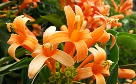 Flowers - leaves, on the street, orange, flowers