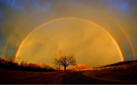 Rainbow - moon, rainbow, tree, night