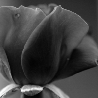 Grayscale Rose