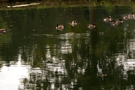 ducks all in a pond - ducks all in a pond, scenic pond, relaxing, pond, creek, ducks