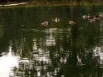 ducks all in a pond