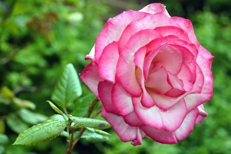 Perfect Bloom - bloom, rain drops, drops, rose, flower, leaves