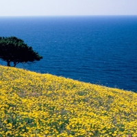 Mountain Flower Field and Ocean in Greece