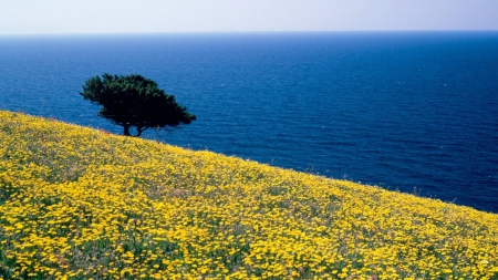 Mountain Flower Field and Ocean in Greece - flowers, oceans, nature, fields, greece, mountains