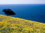 Mountain Flower Field and Ocean in Greece