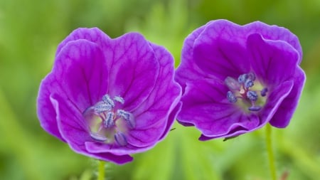 Pretty Purple Flowers - flowers, nature, purple, two