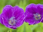 Pretty Purple Flowers