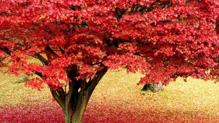 Red Autumn Tree - nature, tree, trees, red