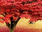 Red Autumn Tree