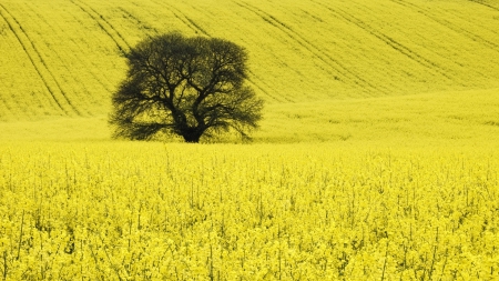 Tree and Field in England - nature, fields, england, tree