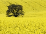 Tree and Field in England