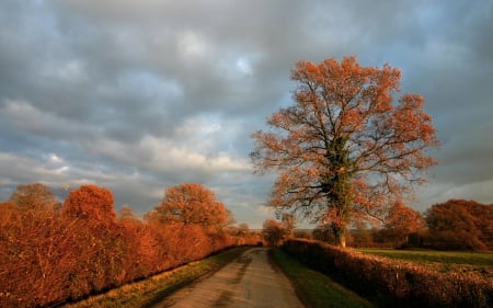 Clouds over Autumn Road - nature, autumn, trees, road