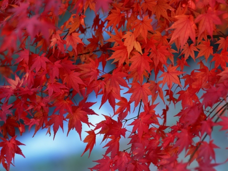 Red Autumn Branches - nature, red, leaves, autumn