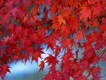 Red Autumn Branches