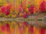 Autumn Forest Lake Reflection