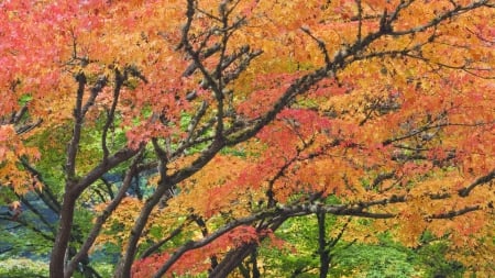 Autumn Branches - nature, branches, autumn, trees