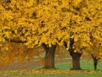 Yellow Autumn Trees