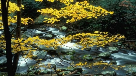 Autumn Branches and Stream - branches, nature, autumn, streams