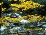 Autumn Branches and Stream