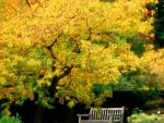 Yellow Autumn Tree and Bench