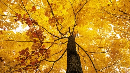 Yellow Autumn Tree - nature, autumn, trees, yellow