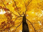 Yellow Autumn Tree