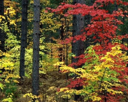 Autumn Branches - leaves, nature, autumn, trees