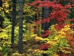 Autumn Branches