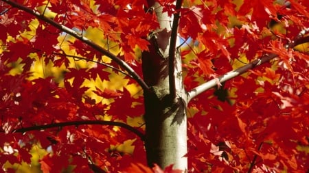 Autumn Tree - nature, branches, tree, autumn