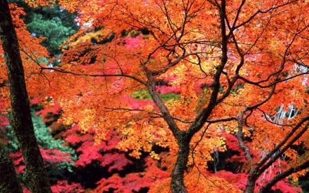 Autumn Colors - nature, branches, autumn, trees