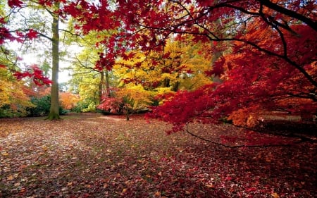 Autumn Colors - leaves, nature, autumn, trees