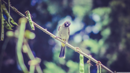 bird ku resimleri - bird, vine, pod, pea