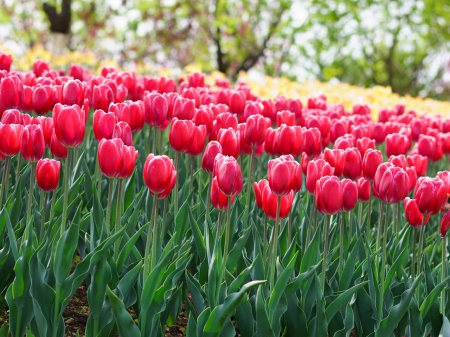 Tulips - red, nature, tulips, soft