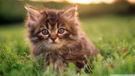 kitten portrait - cat, cute, grass, kitten