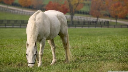 white horse grazing - tree, horse, fence, grass