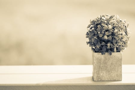 Photography - plant, nature, black and white, flowers