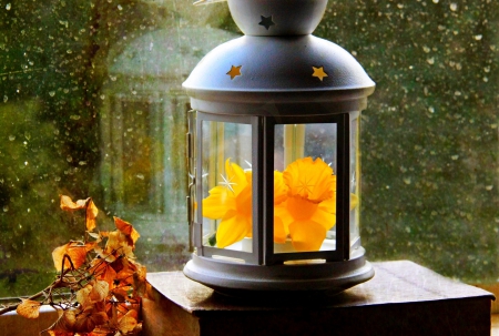 Flower lamp - flower, shadow, leaf, lantern