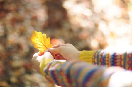 Autumn - bokeh, autumn, autumn laves, leaf, nature, fall, hand, splendor, leaves