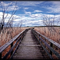 Manitoba boardwalk